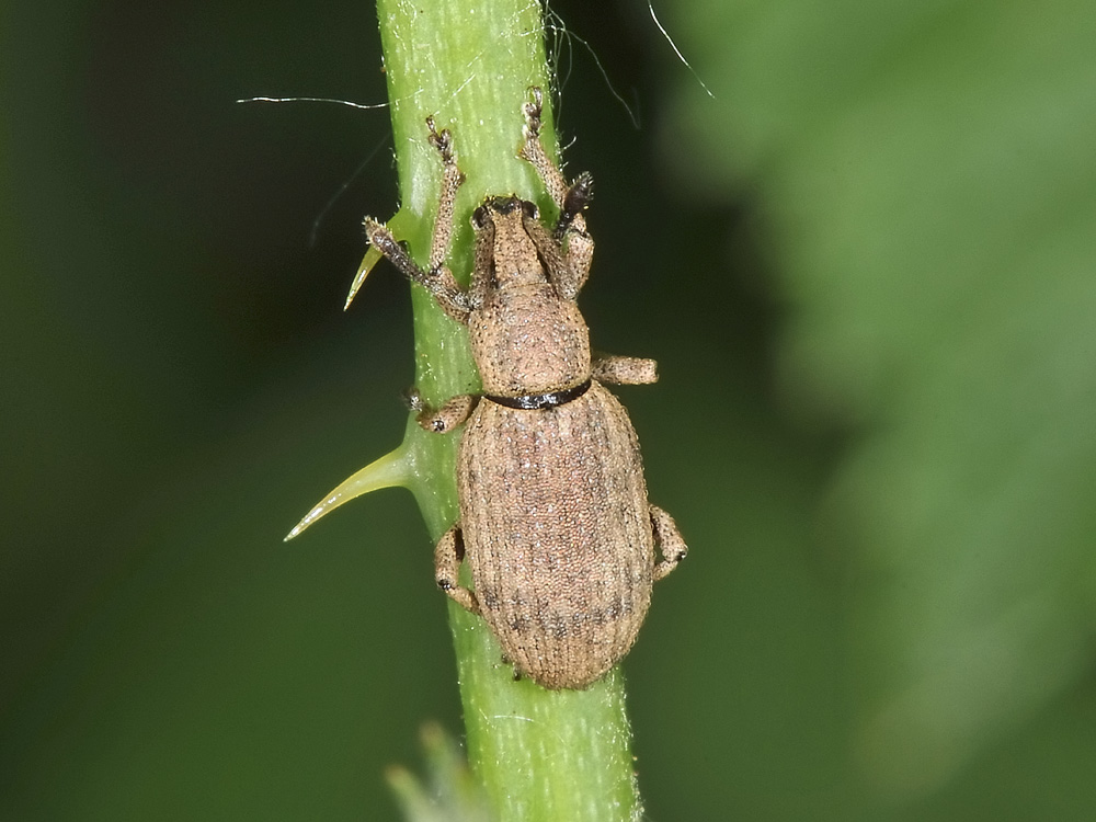 Curculionidae:  Simo hirticornis